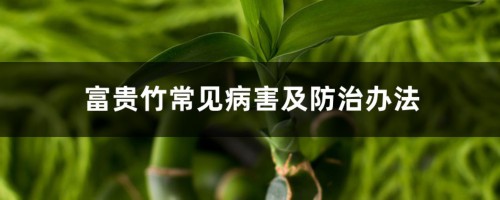 富贵竹常见病害及防治办法