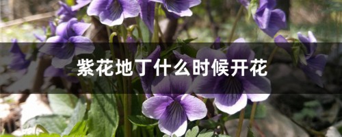 紫花地丁什么时候开花