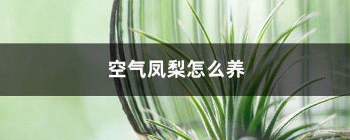 空气凤梨怎么养