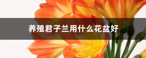 养殖君子兰用什么花盆好