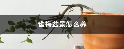 雀梅盆景怎么养