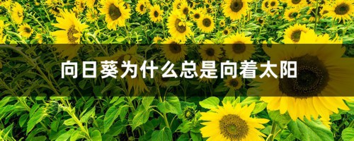 向日葵为什么总是向着太阳（阳光中的向日葵）