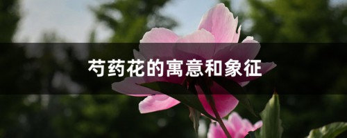 芍药花的寓意和象征