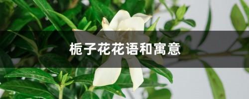 栀子花花语和寓意