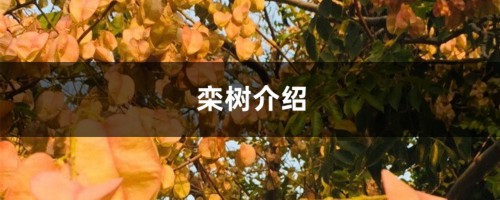 栾树介绍，栾树多少钱