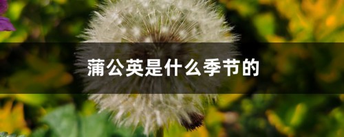 蒲公英是什么季节的，蒲公英图片