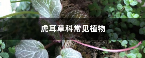 虎耳草科常见植物，虎儿草科又叫什么