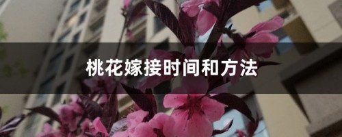 桃花嫁接时间和方法，观赏桃花能在什么时候嫁接