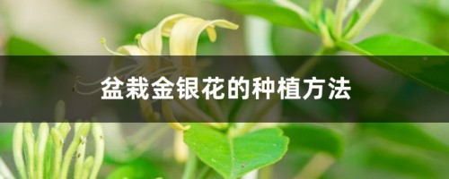 盆栽金银花的种植方法，用多大的盆