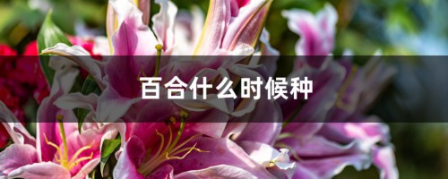 百合什么时候种，怎样栽种