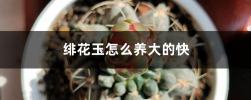 绯花玉怎么养大的快