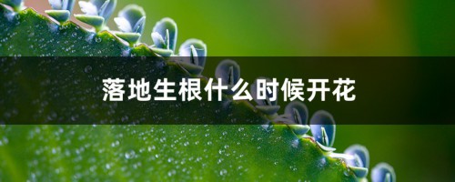 落地生根什么时候开花