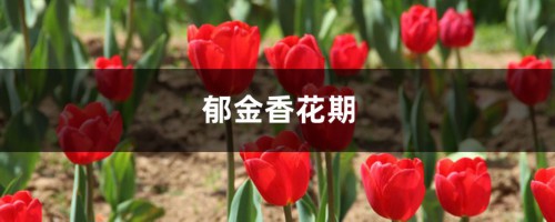 郁金香花期