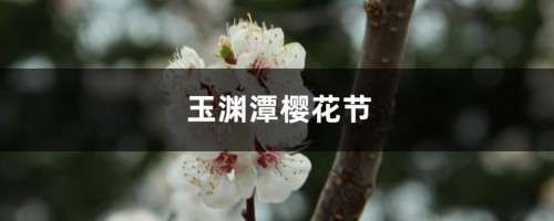 玉渊潭樱花节