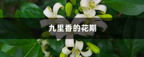 九里香的花期