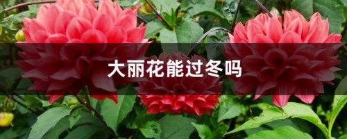 大丽花能过冬吗