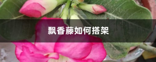 飘香藤如何搭架