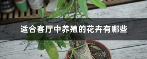 客厅里别养绿萝、发财树了！养这3种花多好，开花长满枝，喜庆！