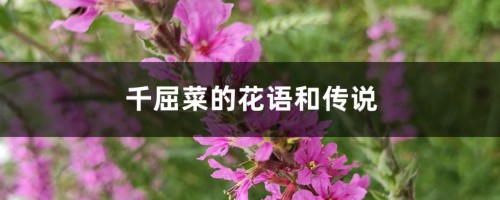 千屈菜的花语和传说