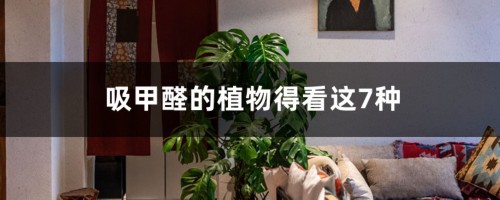 吸甲醛的植物得看这7种