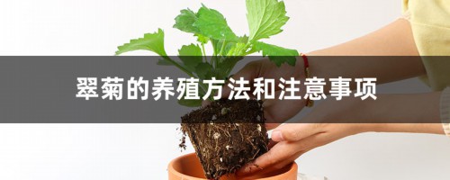 翠菊的养殖方法和注意事项