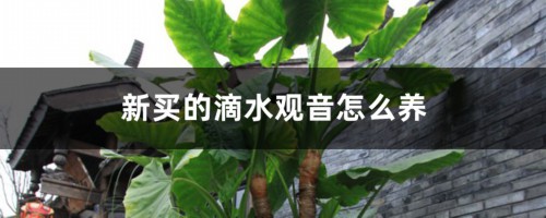 新买的滴水观音怎么养