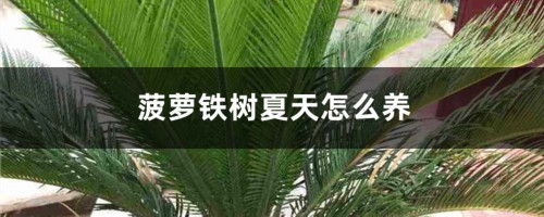 菠萝铁树夏天怎么养