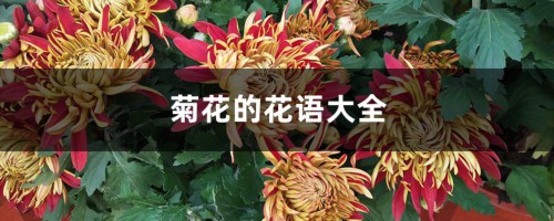 菊花的花语大全