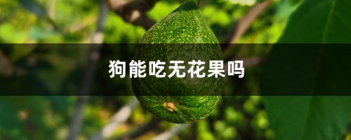 狗能吃无花果吗