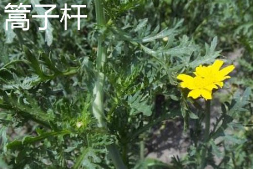 蒿子秆开花.jpg