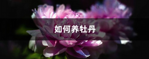 如何养牡丹