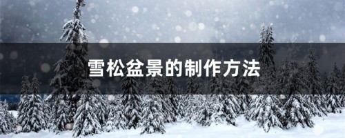 雪松盆景的制作方法