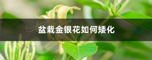 盆栽金银花如何矮化