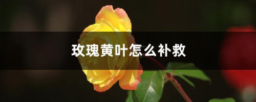 玫瑰黄叶的原因和处理办法