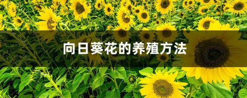 向日葵花的养殖方法