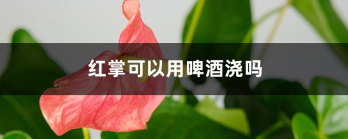 红掌可以用啤酒浇吗