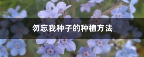 勿忘我种子的种植方法