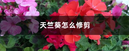 天竺葵怎么修剪