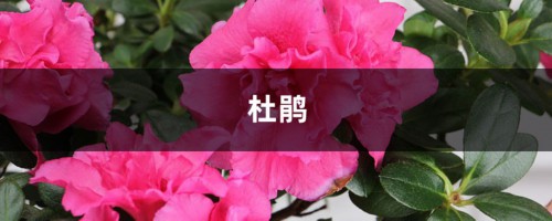 家里杜鹃花总掉叶，学着弄懂花根问题，就不用再担心了