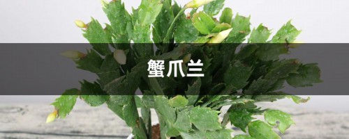 蟹爪兰仙人球…插它身上就活，开花五颜六色，堪称万能嫁接神器！