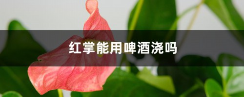 红掌能用啤酒浇吗