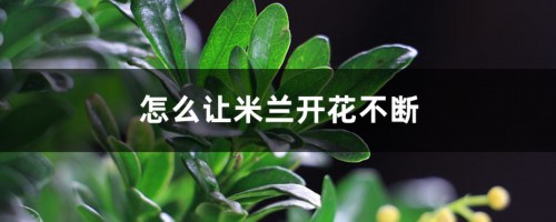 怎么让米兰开花不断，长花苞时能喷水吗