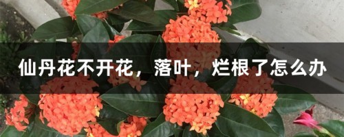 仙丹花不开花，落叶，烂根了怎么办