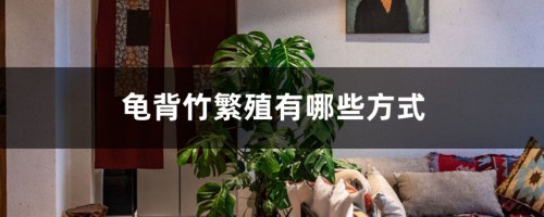 龟背竹繁殖有哪些方式，家中可以繁殖吗