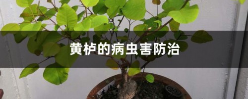 黄栌的病虫害防治