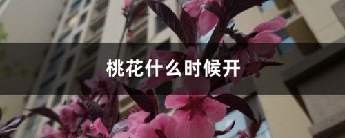 桃花什么时候开，桃花图片