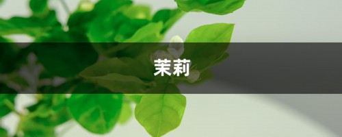 茉莉夏天这么养，花苞砰砰爆不停，一开就是大半年！