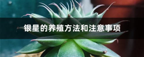 银星的养殖方法和注意事项