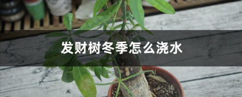 发财树冬季怎么浇水