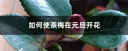 如何使茶梅在元旦开花